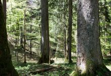 Photo of Stanje šuma u FBiH – U deset godina realizacija pošumljavanja oko 60 posto, sječe šuma 95 posto