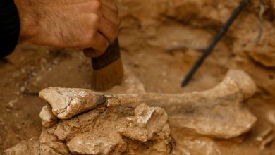 Photo of Austrijski i bh. arheolozi kod Zenice pronašli najstarije ljudske skelete u srednjoj Bosni