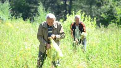 Photo of Tradicionalno branje trave ive u Nacionalnom parku ‘Drina’
