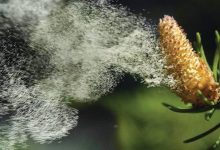 Photo of Proljeće donosi veće prisustvo polena i alergijske reakcije