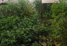 Photo of Akcija „Black Widow“: Pronađena laboratorija za proizvodnju marihuane