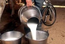 Photo of Veladžić upozorava da nema viška mlijeka na tržištu i traži regulisanje uvoza mlijeka